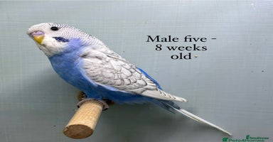 Budgerigars birds - Advert 10