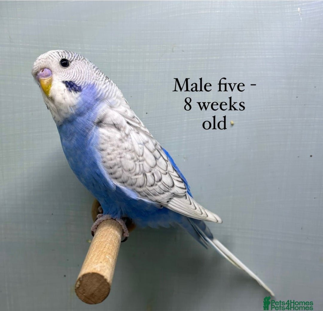 Budgerigars birds for sale: Beautiful baby budgies  - Image 2