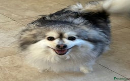 Pomeranian dogs for sale: Lovely mixed grey pomeranian male - Image 5