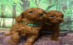 Cavapoo dogs for sale: Lovely litter of F1 Cavapoos - Advert 13