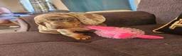 Miniature Dachshund dogs for sale: Female dashund in Skegness - Advert 9