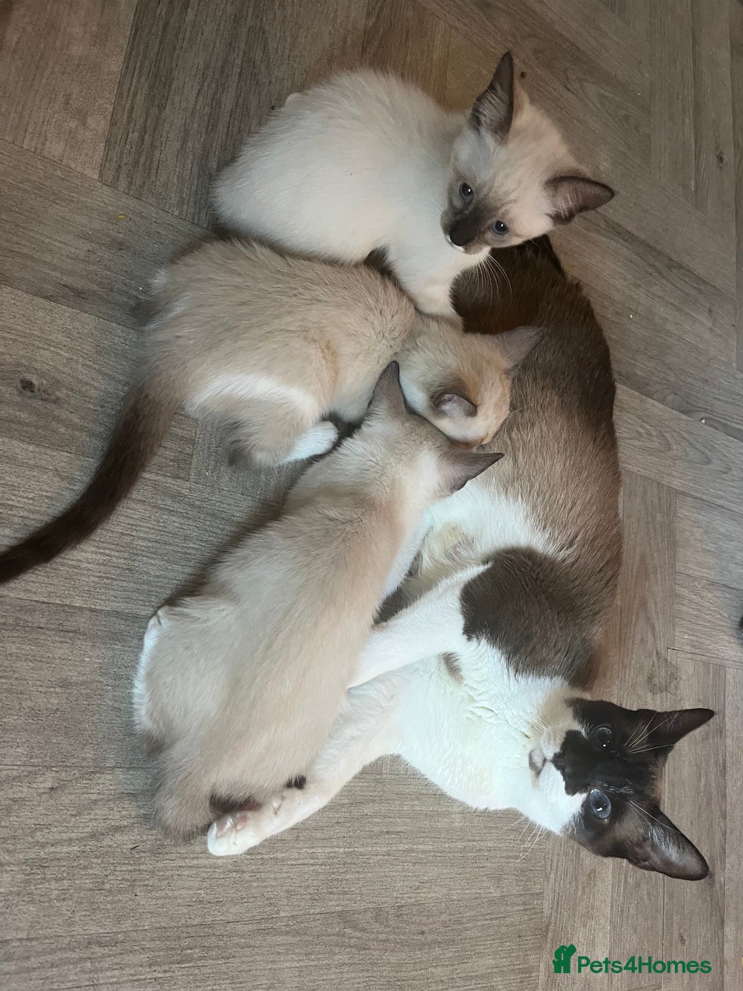 Snowshoe cats for sale: Four beautiful snowshoe kittens 3 boys 1 girl  - Image 26