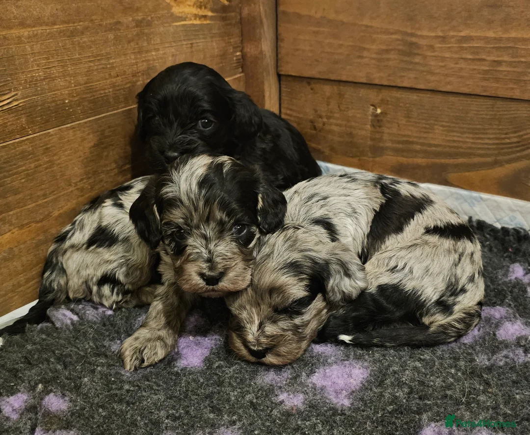 Cavapoo dogs for sale: Extensively health tested F1 Cavapoo puppies 🐶  - Advert 10