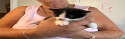 Mixed Breed cats for sale: 10 playful kittens boys and girls available - Advert 9