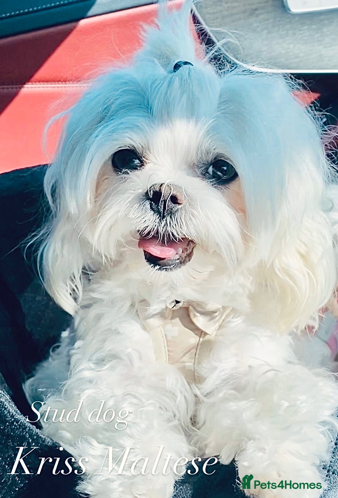 Maltese dogs for stud: 🌟Stunning KC Reg Korean Maltese boy for STUD - Advert 18
