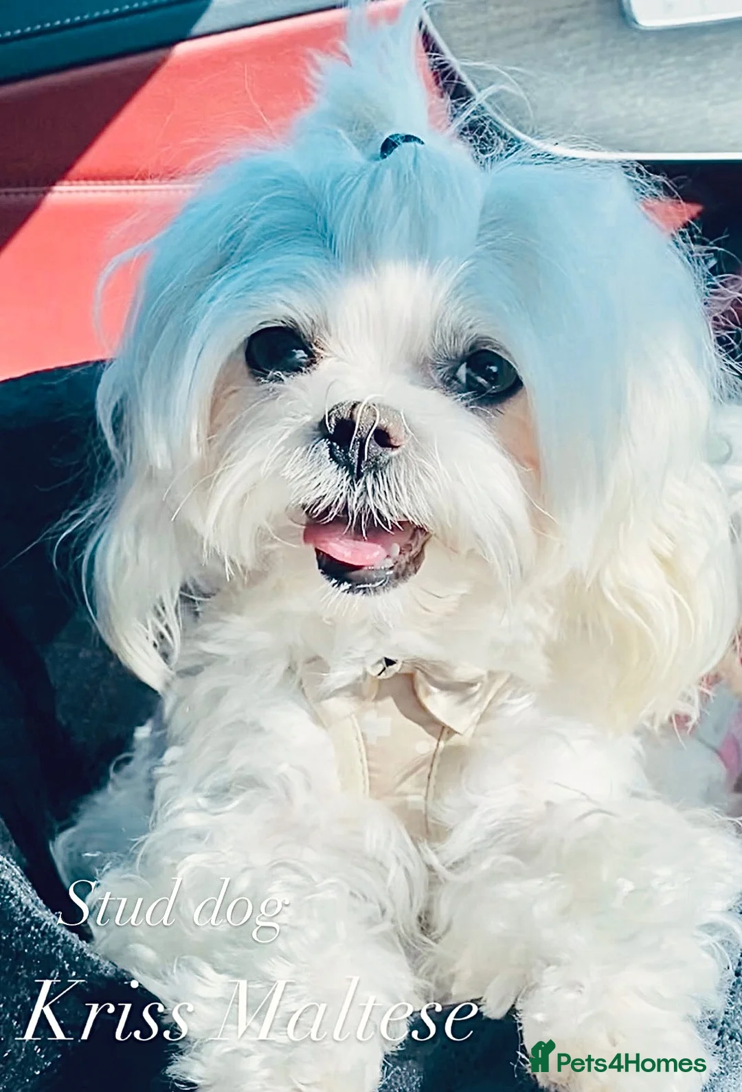 Maltese dogs for stud: 🌟Stunning KC Reg Korean Maltese boy for STUD - Advert 1