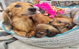 Miniature Dachshund dogs for sale: ✨ Tiny gorgeous puppy girl Mini dachshund  ✨ - Image 13