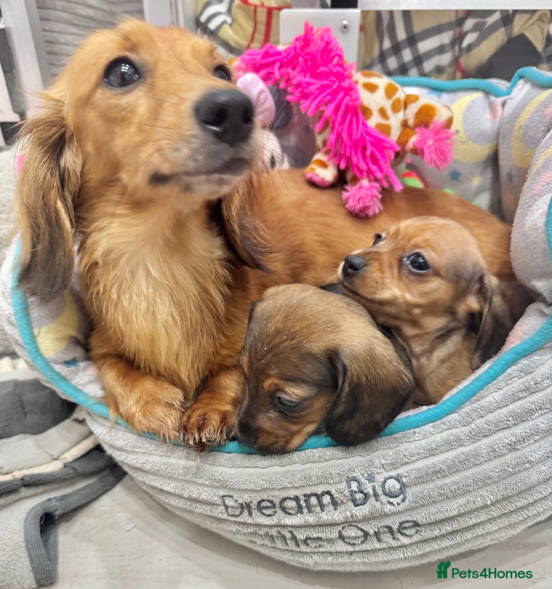 Miniature Dachshund dogs for sale: ✨ Tiny gorgeous puppy girl Mini dachshund  ✨ - Image 13