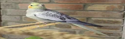 Cockatiels birds for sale: Young Cockatiels - Advert 6