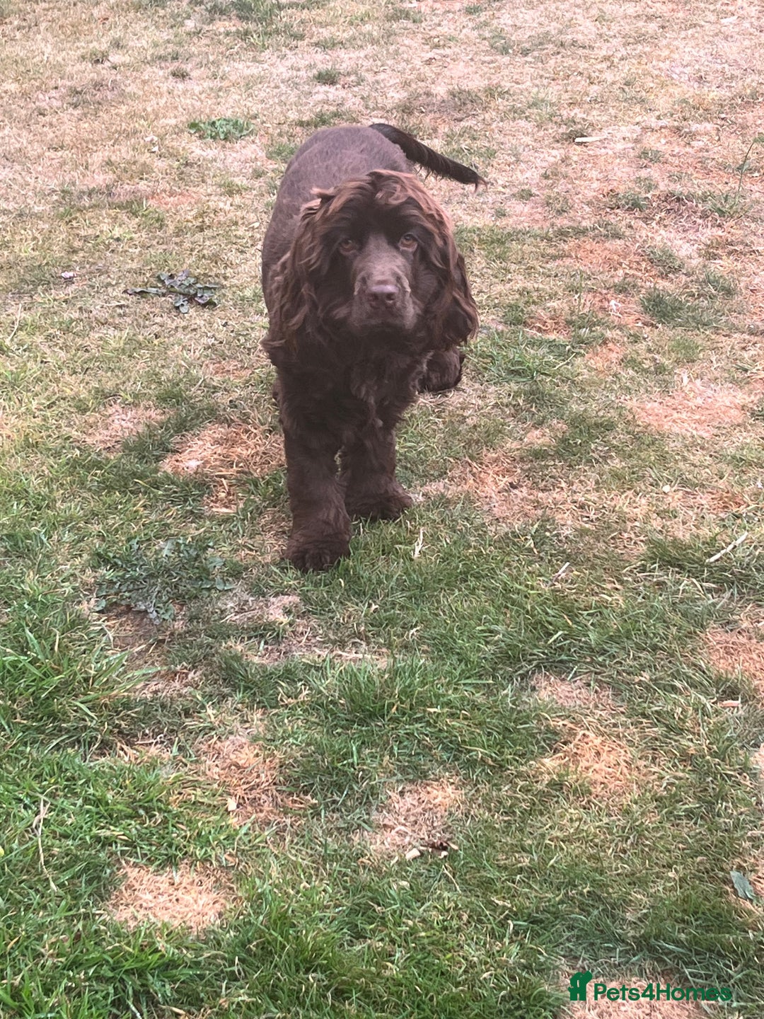 Cocker Spaniel dogs for sale: 6 month old female English show cocker spaniel - Image 5