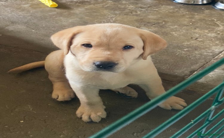 Labrador Retriever dogs - Advert 7