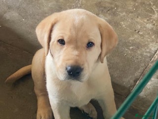 Labrador Retriever dogs - Advert 27