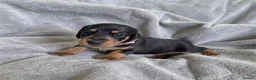 Miniature Dachshund dogs for sale: Miniature Dachshund Puppies - Advert 8