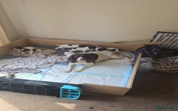 English Springer Spaniel dogs for sale: Springer spaniel dog puppies  - Image 2