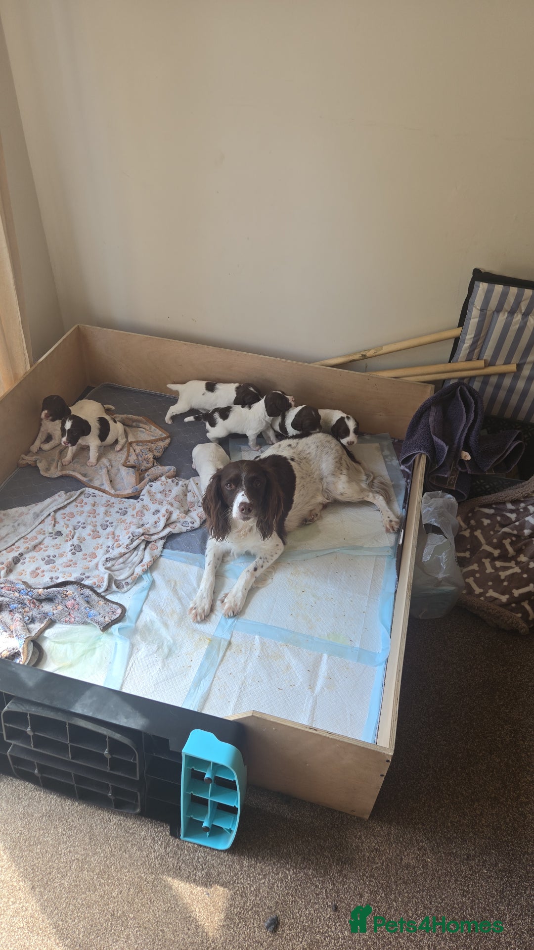 English Springer Spaniel dogs for sale: Springer spaniel dog puppies  - Image 2