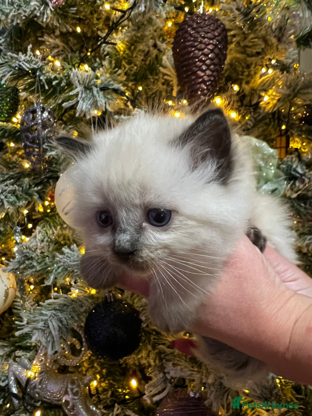 Ragdoll cats for sale: Ragdoll kittens blue point and seal point  - Advert 20