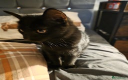 Domestic Shorthair cats for sale: Black kitten - Image 3