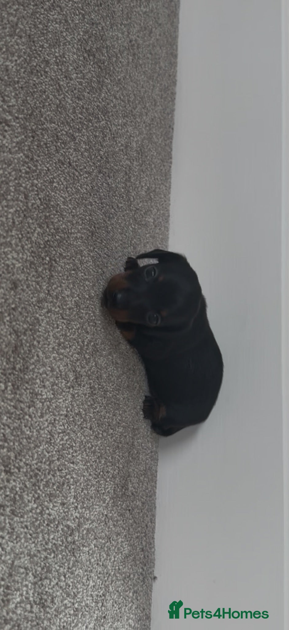 Miniature Dachshund dogs Miniature daschund puppies - Advert 2
