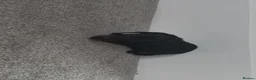 Miniature Dachshund dogs for sale: Miniature daschund puppies - Advert 2