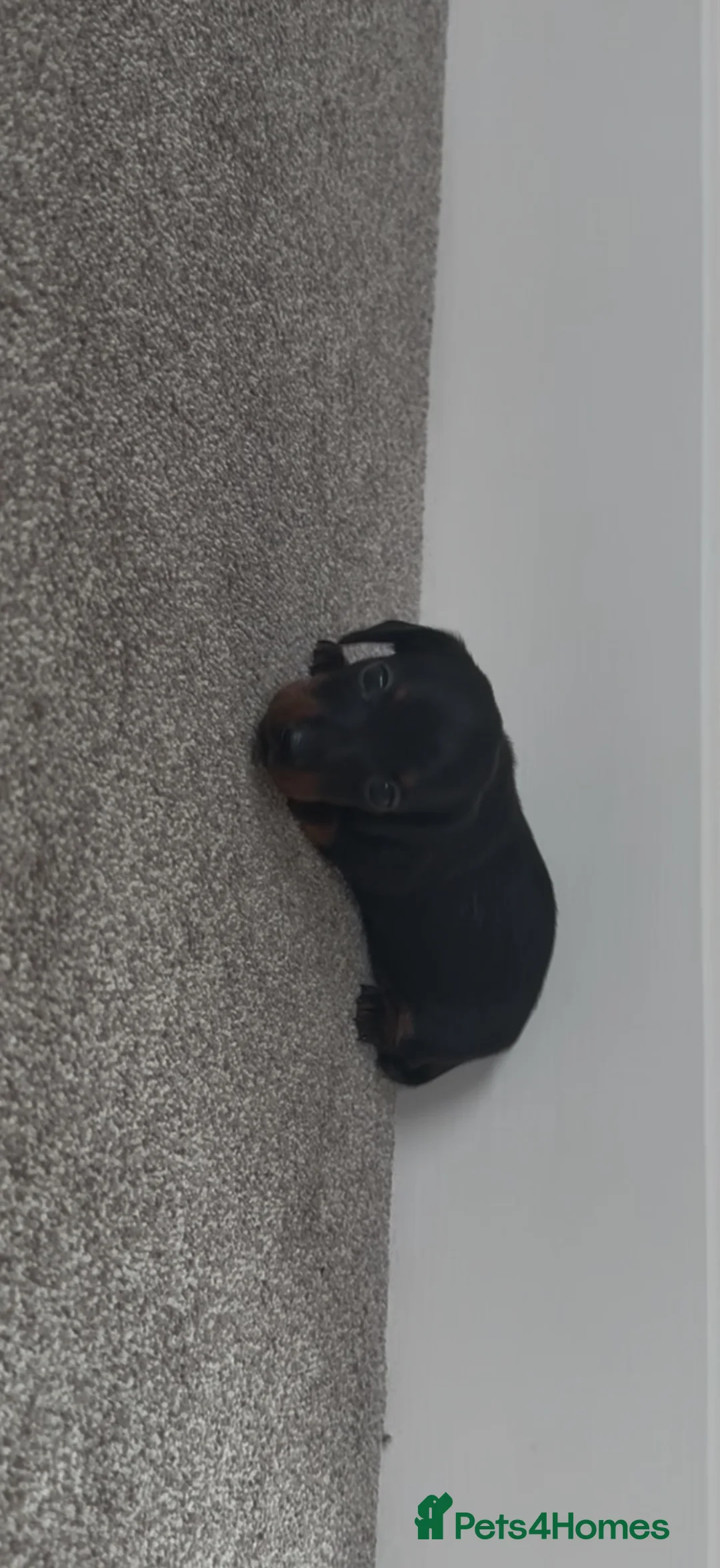 Miniature Dachshund dogs for sale: Miniature daschund puppies - Advert 2