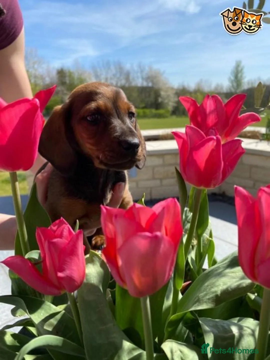 Miniature Dachshund dogs for stud: PRA Clear Minature Dachshund in Liverpool - Advert 2