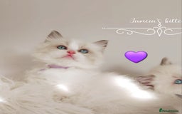 Ragdoll cats for sale: Beautiful Ragdoll kittens 😻😻😻 - Image 7