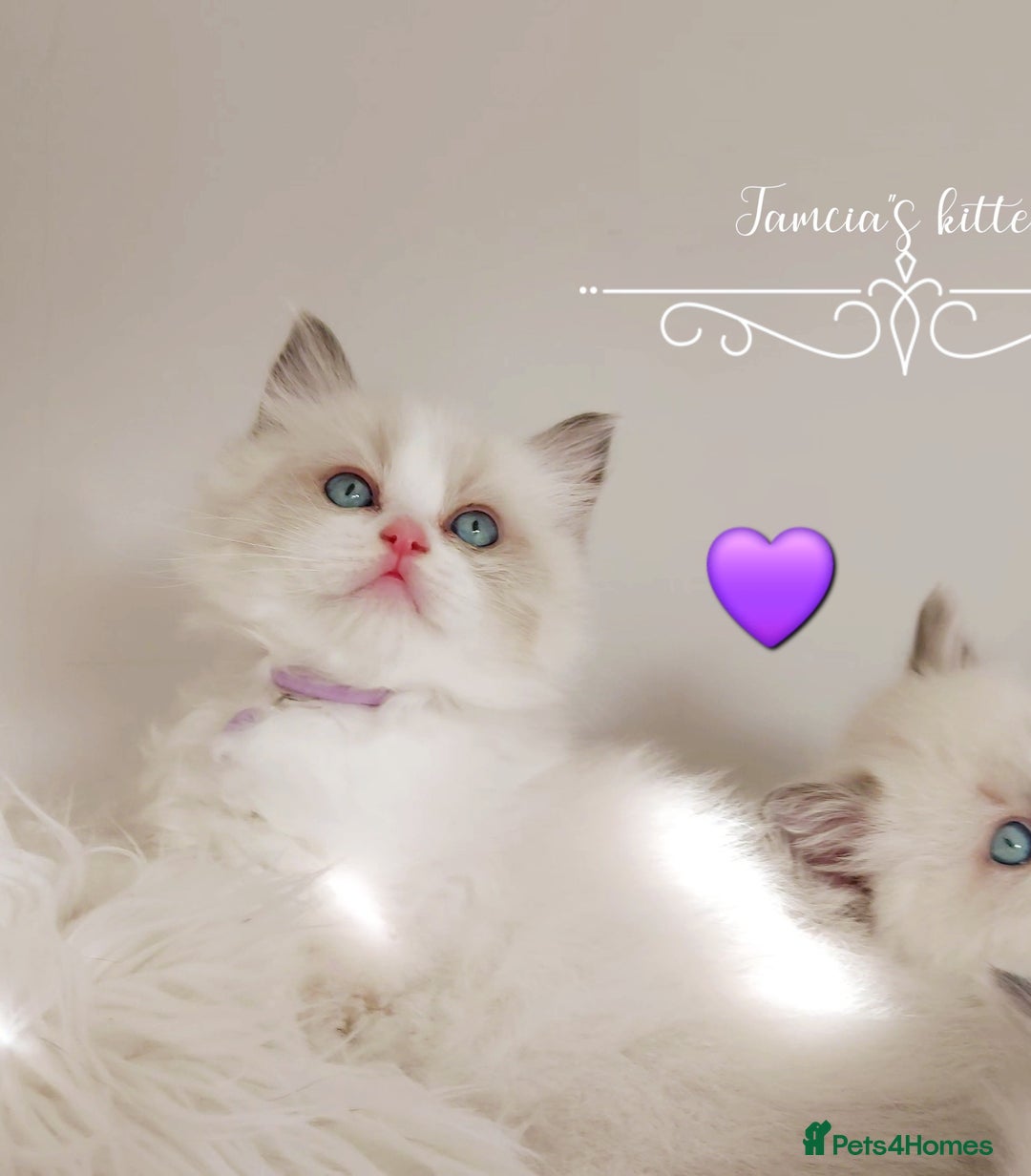 Ragdoll cats for sale: Beautiful Ragdoll kittens 😻😻😻 - Image 7