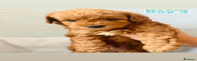 Cockapoo 3