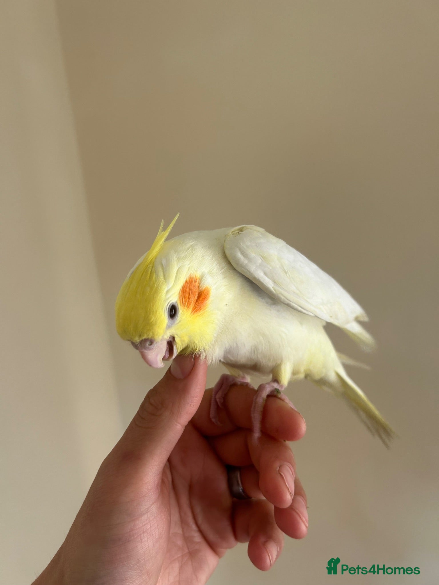 Cockatiels birds Hand reared cockatiels  - Advert 1