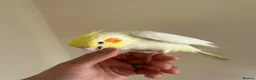 Cockatiels birds for sale: Hand reared cockatiels  in Swanage - Advert 1