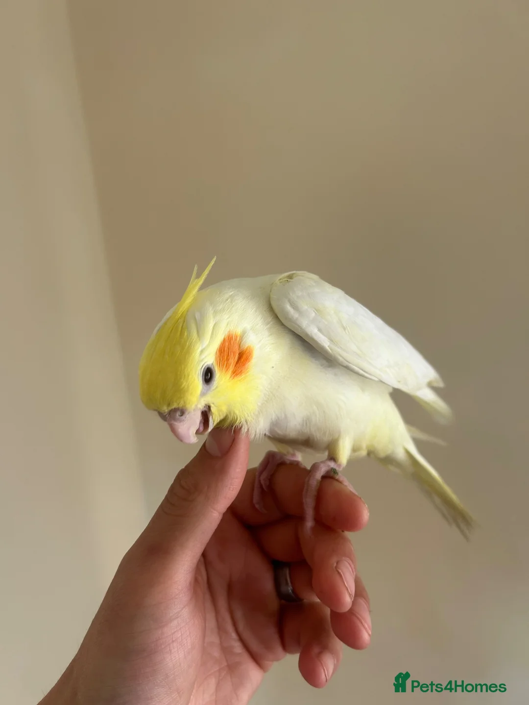 Cockatiels birds for sale: Hand reared cockatiels  in Swanage - Advert 1