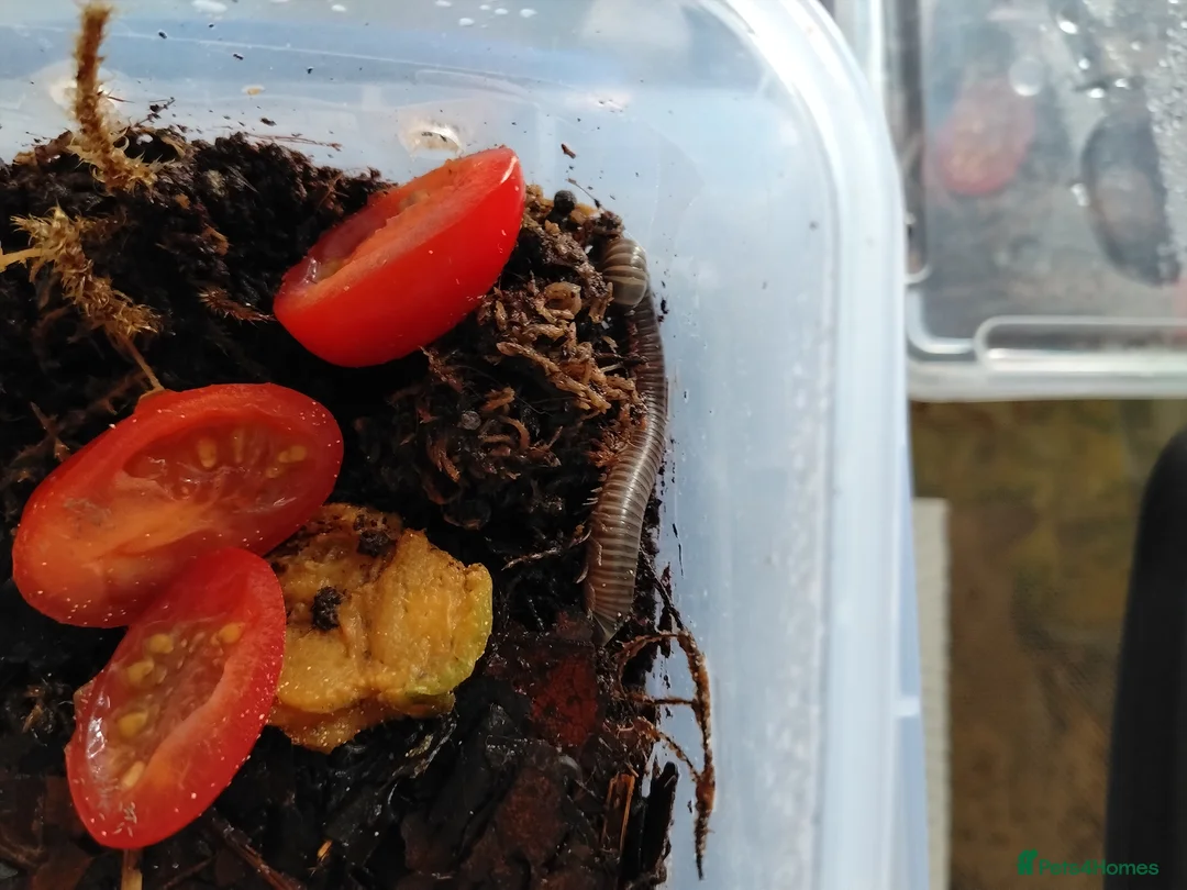 Millipedes invertebrates for sale: Millipedes  - Advert 2