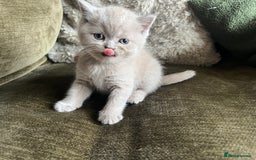 Scottish Fold cats for sale: Beautiful lilac Scottishfold straight ear kittens  - Image 29