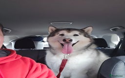 Alaskan Malamute dogs for sale: My name is Leo  - Image 2