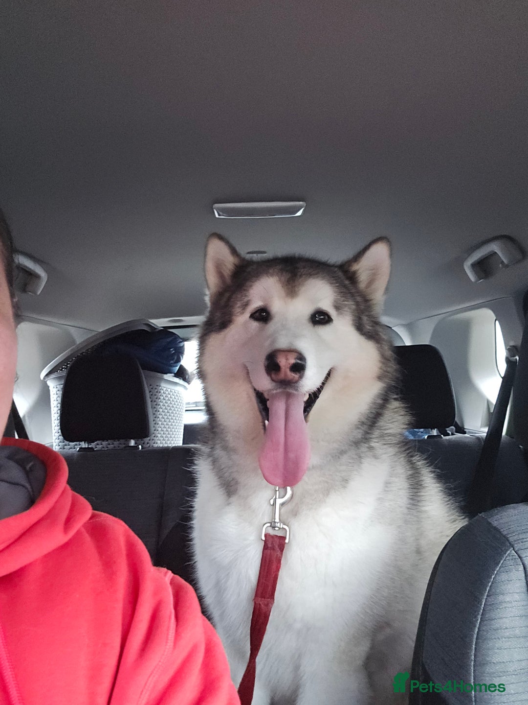 Alaskan Malamute dogs for sale: My name is Leo  - Image 2
