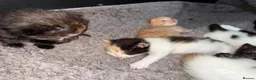Mixed Breed cats for sale: Mix breed kittens - Advert 4