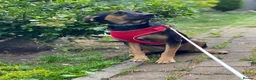 Mixed Breed dogs for adoption: ❤️GINA❤️  14-month-old perfect medium size girl in Burton-on-Trent - Advert 14