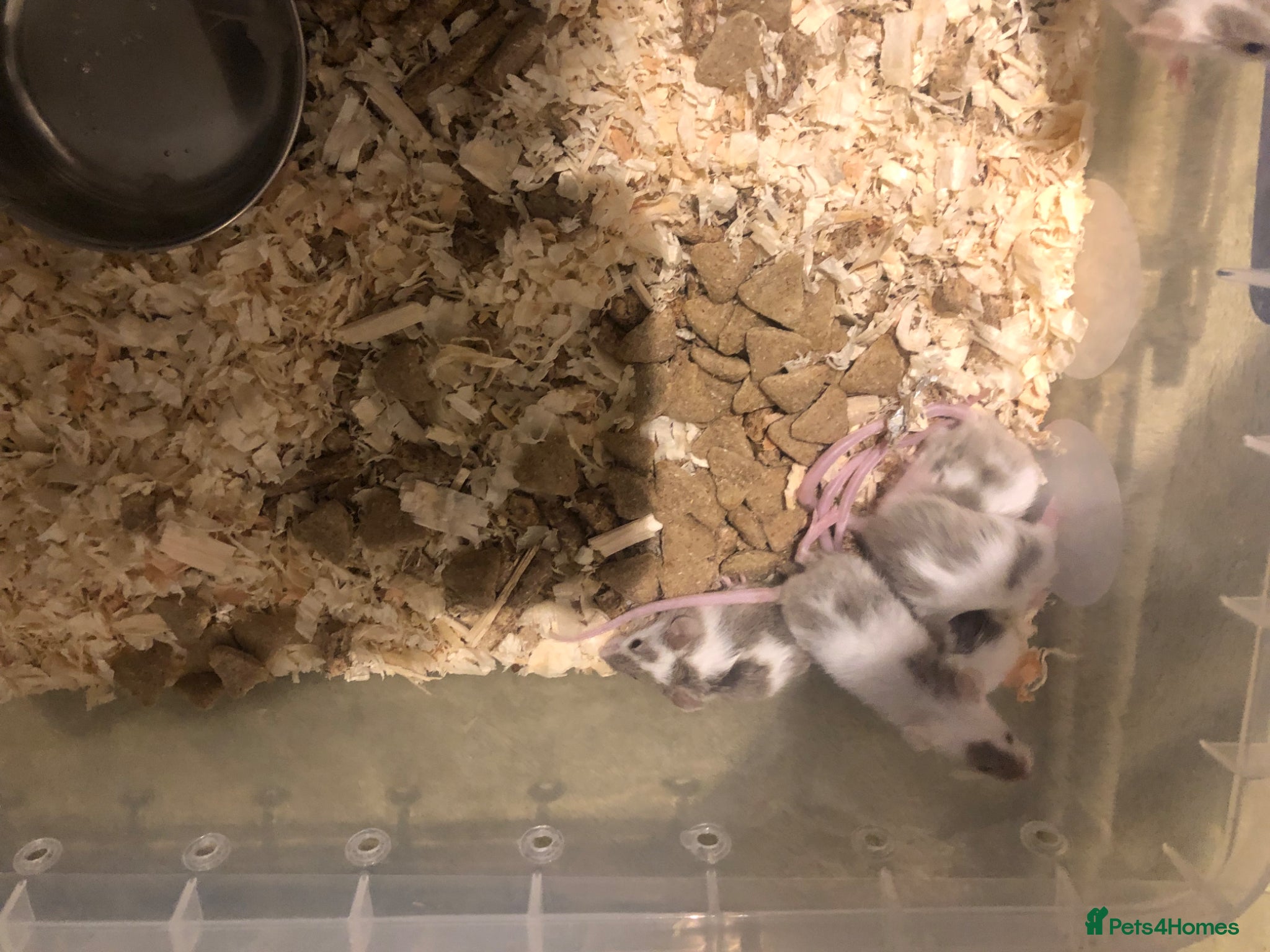 Mouse rodents Pet fancy mice for sale - Advert 4