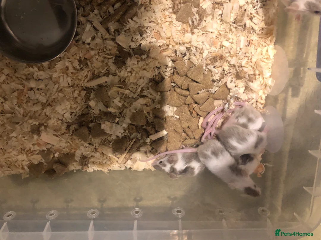 Mouse rodents for sale: Pet fancy mice for sale - Advert 1