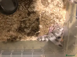 Mouse rodents Pet fancy mice for sale - Advert 4