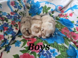 Australian Shepherd dogs - Advert 2