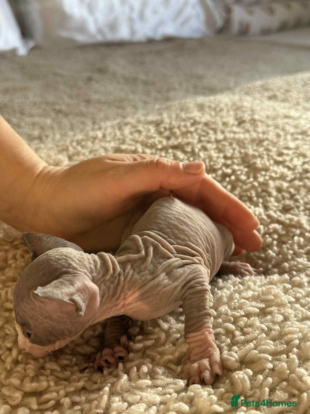 Sphynx cats for sale: Sphinx kittens 🩵❤️ - Advert 13