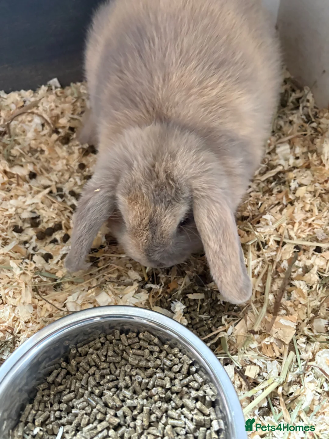 Mini Lop rabbits for sale: Bunny and hutch in Sheffield - Advert 2