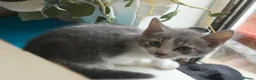 Mixed Breed cats for sale: Beautiful Bengal x Domestic Short Hair Kittens 🐾 - Advert 26