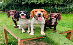 Cocker Spaniel dogs for sale: Golden and red working cocker spaniels  - Image 11