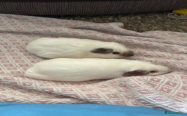 Guinea Pig rodents - Advert 2
