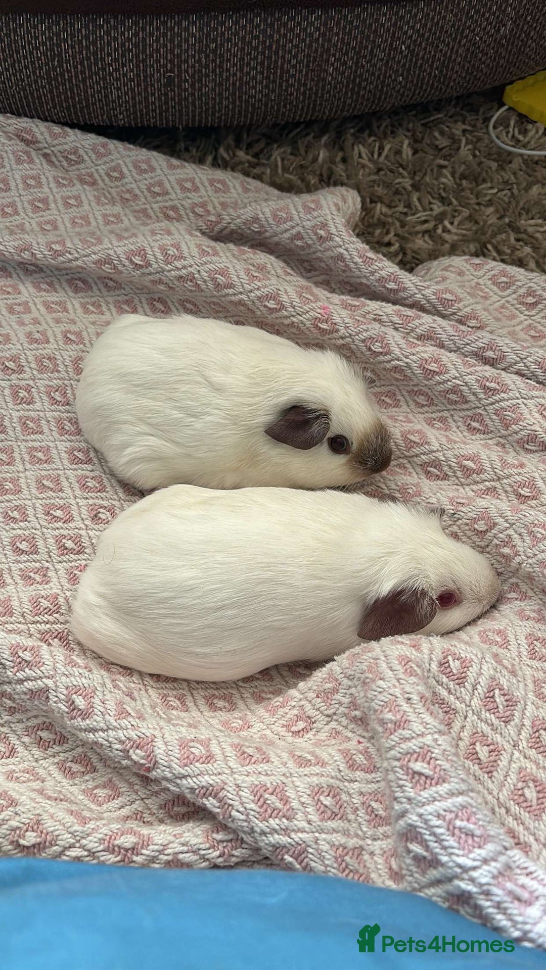 Guinea Pig rodents for sale: 2 x guinea pigs  - Image 1