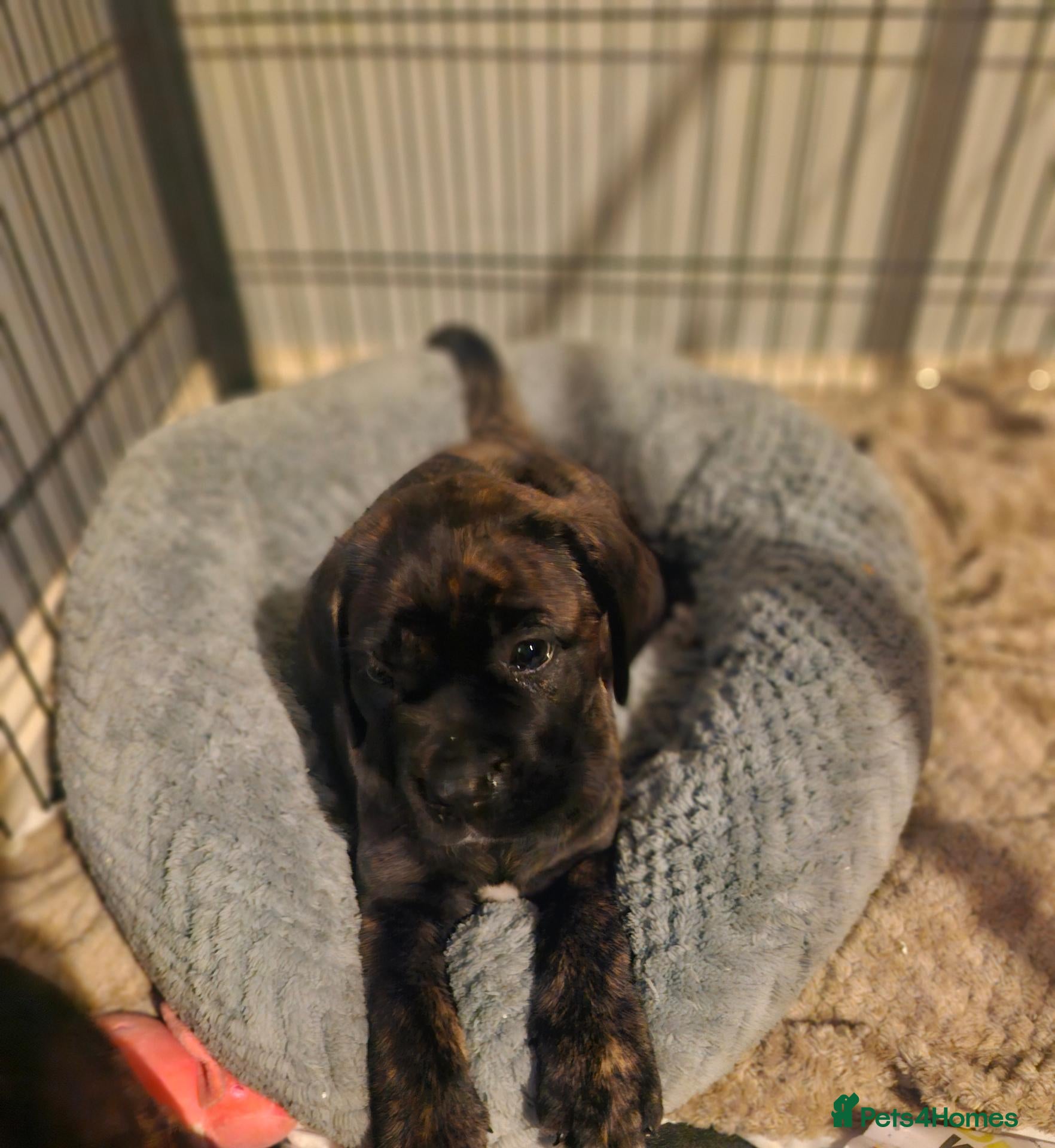 Cane Corso dogs *Ready to leave*Stunning cane corso pups - Advert 5