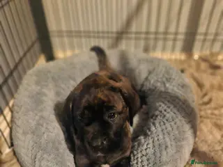 Cane Corso dogs *Ready to leave*Stunning cane corso pups - Advert 5