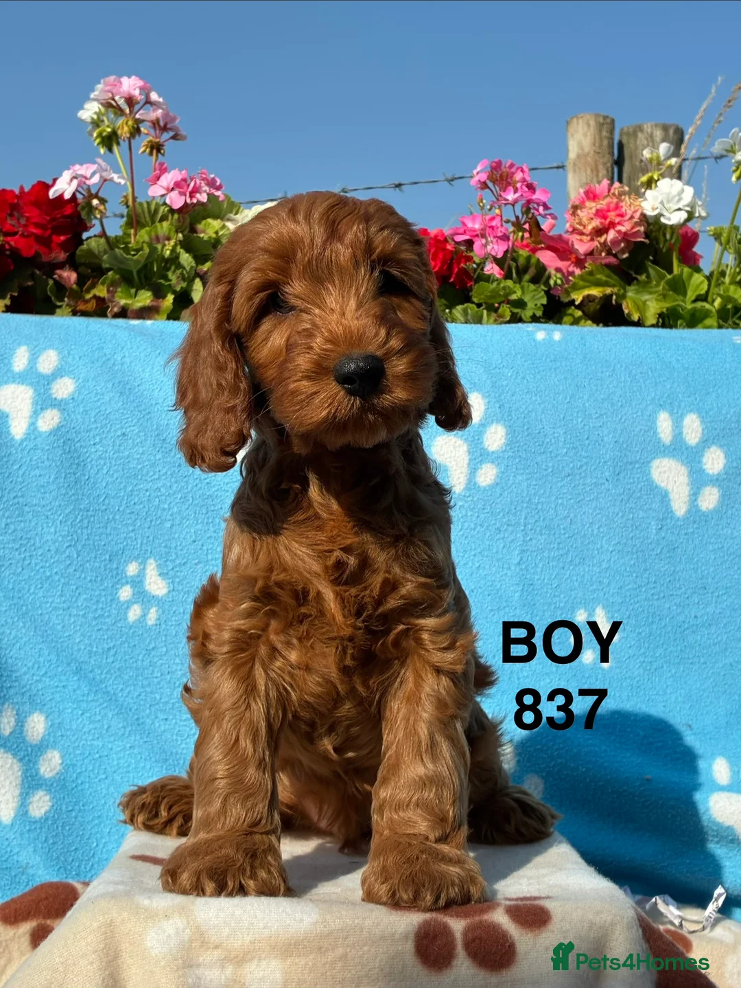 Cockapoo dogs for sale: F1 Cockapoo Puppies Available - Advert 10